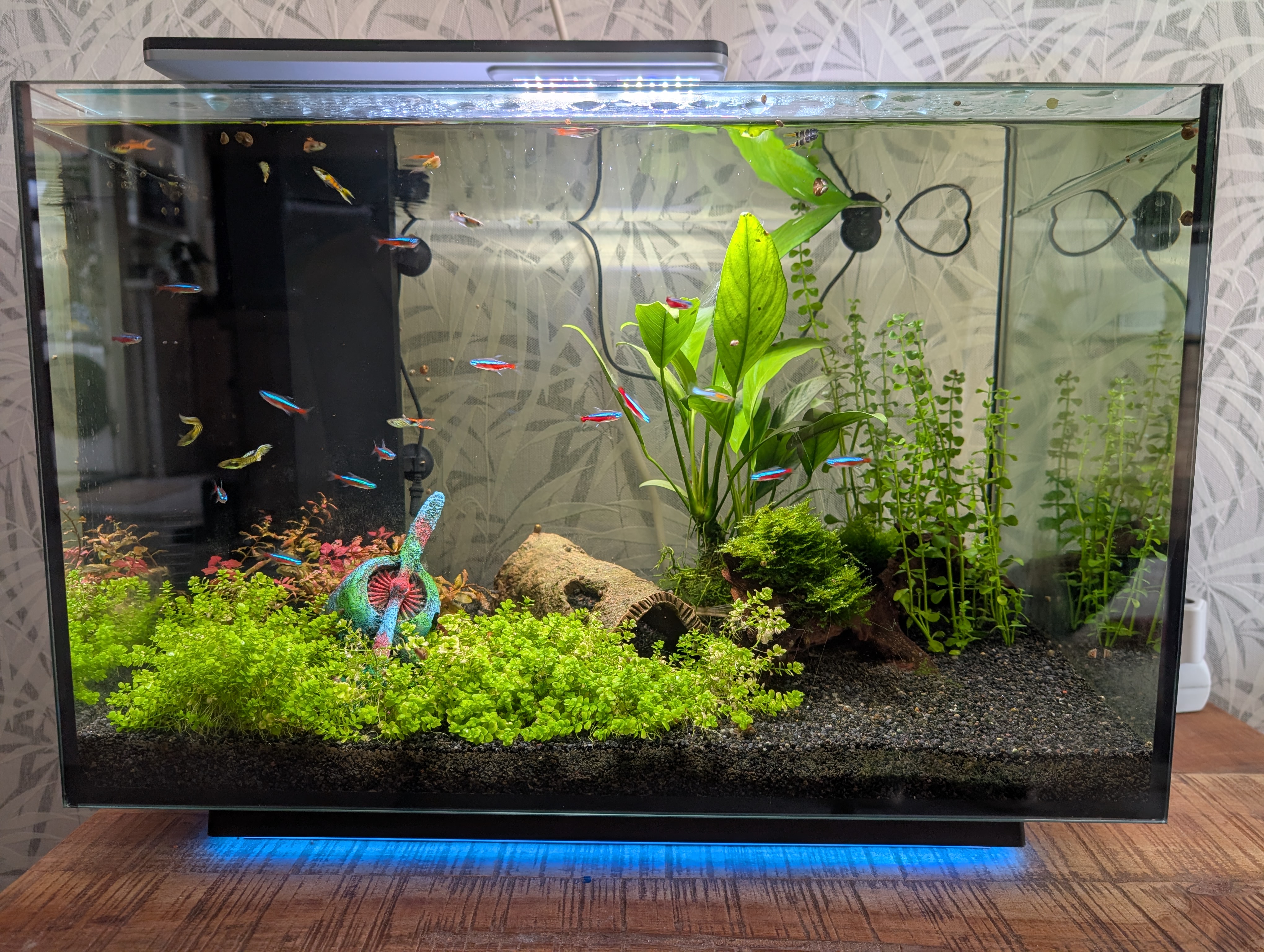 Superfish Quadro 70 Multicolor