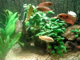 aquarium_ii_10_20170409_1229520940