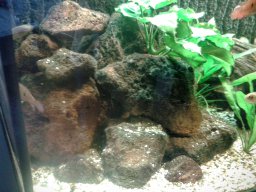 aquarium_ii_11_20170409_1119164439