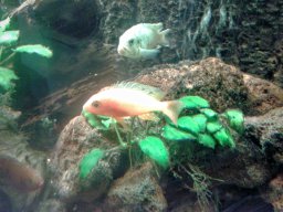 aquarium_ii_13_20170409_1809217997