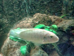 aquarium_ii_16_20170409_1392875305