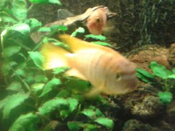 aquarium_ii_19_20170409_1514758011