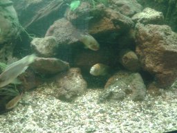 aquarium_ii_5_20170409_1465336968