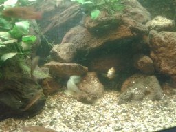 aquarium_ii_6_20170409_2023746789