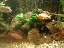 aquarium_ii_9_20170409_1211833454