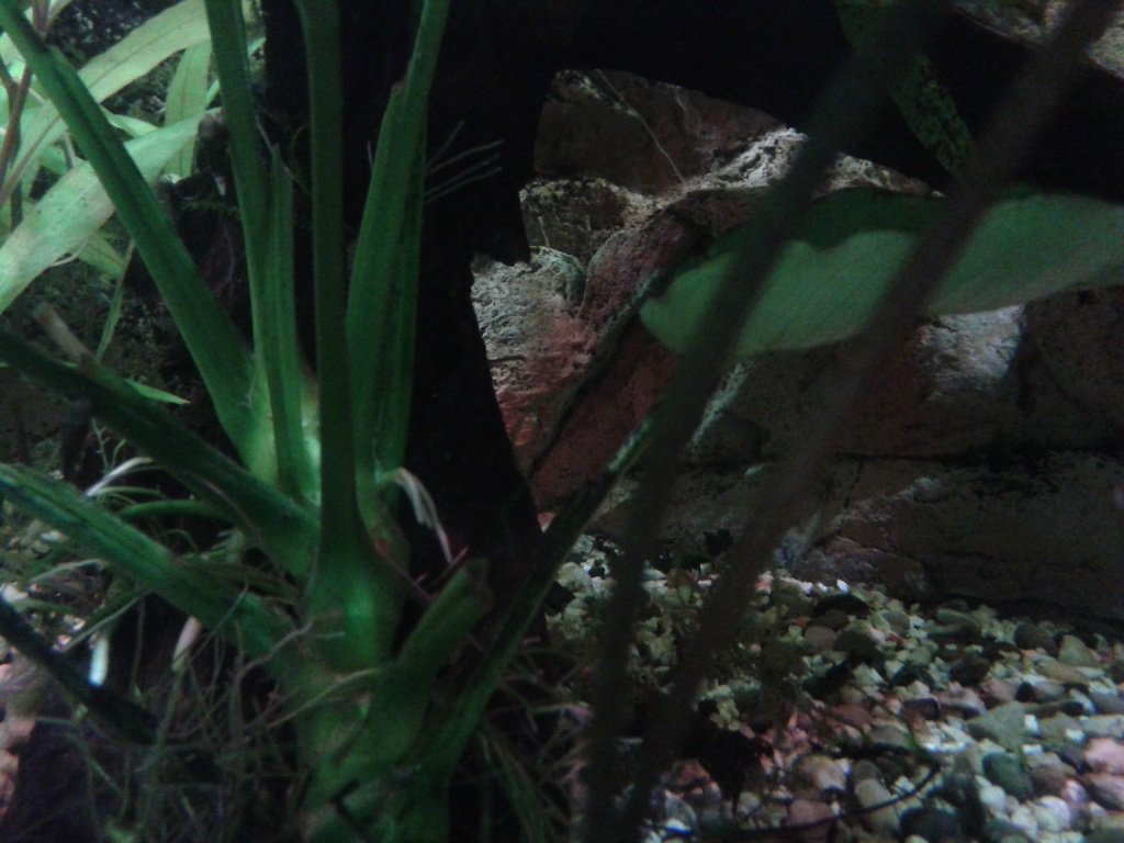 aquarium_i_23_20170409_1737136598