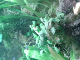 aquarium_i_10_20170409_1275178224