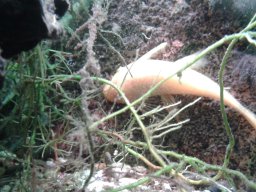 aquarium_i_11_20170409_1628641709