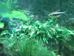 aquarium_i_13_20170409_1681498993