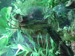 aquarium_i_14_20170409_1427200859