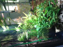 aquarium_i_29_20170409_1015485044