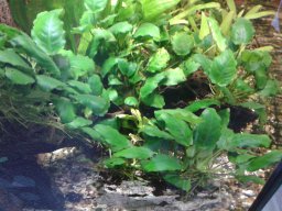 aquarium_i_30_20170409_1690475391