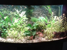 aquarium_i_36_20170409_1312291119