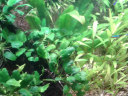 aquarium_i_37_20170409_1805592632