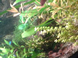 aquarium_i_38_20170409_1747717803