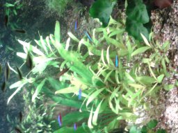 aquarium_i_39_20170409_1776577129