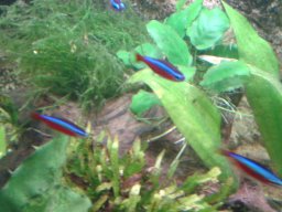 aquarium_i_40_20170409_1828927208