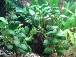 aquarium_i_44_20170409_1662757159