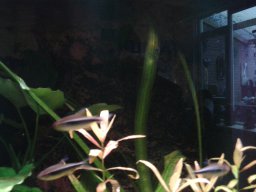 aquarium_i_52_20170409_1536422198