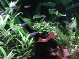 aquarium_i_53_20170409_2011857374