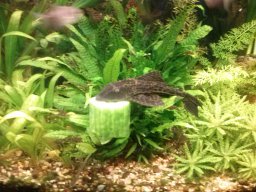 aquarium_i_5_20170409_1544785856