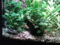 aquarium_i_6_20170409_1272881521