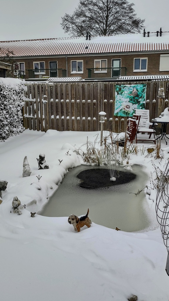 Sneeuw in de tuin en op de vijver