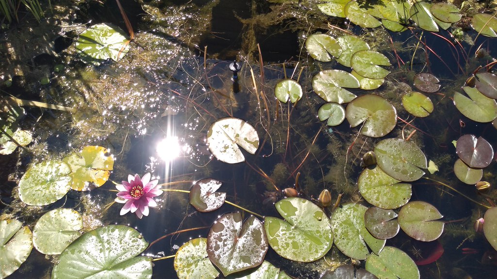 Zuurstofplanten tussen en onder de leliebladeren