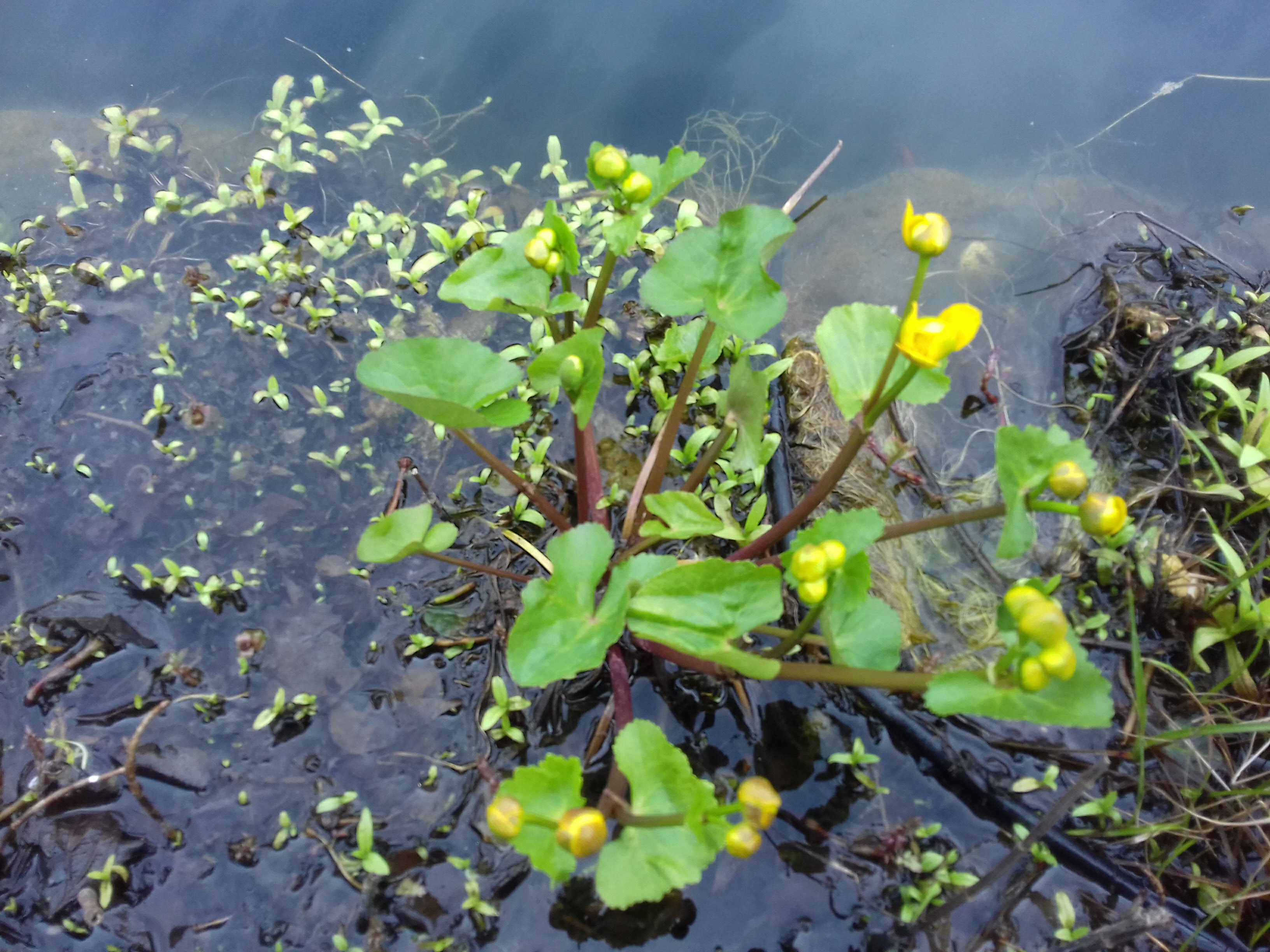 Kleine plant